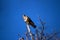 Lanner mountain falcon Falco biarmicus