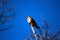 Lanner mountain falcon Falco biarmicus
