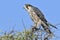 Lannervalk, Lanner Falcon, Falco biarmicus