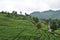 Lanscape green tea agriculture and local travel tourism