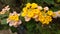 Lanscape of Lantana Yellow Likes Spinner. Its two color