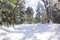 Lanscape nature winter with snow in pine trees forest
