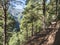 Lanscape od hiking trail Barranco de la Madera from Las Nieves with pine tree forest and path along ravine with steep