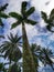 The lanscape view of palm trees at botanical garden