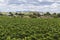 Lanscape with vineyards,Penedes wine cava region,at background M
