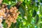Lansium demesticum, longkong or southern langsat, a famous sweet fruit in southeast asia