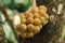Lansium domesticum, tropical fruit, has a sweet taste, spherical, thick, rough, yellow