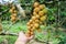 Lansium parasiticum on the branch Long Gong,Thailand