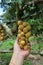 Lansium parasiticum on the branch Long Gong,Thailand