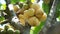 Lansium parasiticum (duku, langsat, kokosan, pisitan, celoring). Lansium parasiticum is cultivated mainly for its fruit