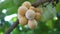 Lansium parasiticum (duku, langsat, kokosan, pisitan, celoring). Lansium parasiticum is cultivated mainly for its fruit