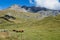 Lanslevillard in the Rhone-Alpes  France - Panoramic view of the mountains with cows