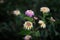 lantana aculeata white, yeallow and pink flowers on dark green leaves background