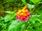 lantana beauty colorful magenta yellow flower bloom