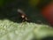 A lantana bedbug on its plant