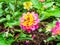 Lantana bloom colorful