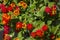 Lantana Blossoms