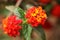 Lantana Camara also known as Spanish Flag or West Indian Lantana