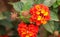 Lantana Camara also known as Spanish Flag or West Indian Lantana