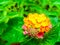 Lantana camara colorful bloom in spring