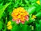 Lantana camara colorful bloom in spring