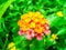 Lantana camara colorful bloom in spring