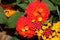 Lantana camara `Dallas Red`