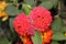 Lantana camara `Dallas Red`