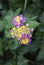 Lantana camara exotic tropical flower. plant that changes the color of its many flowers several times during flowering.