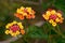 Lantana camara exotical shrub flowering summer season nature details