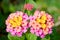 Lantana Camara Flower