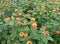 Lantana camara flower (Tembelekan flower), orange beautiful wildflowers