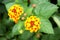 Lantana camara flowers