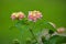 Lantana camara flowers.