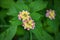 Lantana camara flowers.