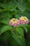 Lantana camara flowers.