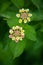 Lantana camara flowers.