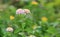 Lantana camara flowers in the green garden