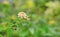 Lantana camara flowers in the green garden