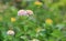 Lantana camara flowers in the green garden with bokeh background