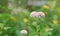 Lantana camara flowers in the green garden with bokeh background