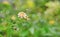 Lantana camara flowers in the green garden with bokeh background