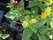 Lantana camara Little Lucky pot of Gold