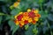 Lantana Camara Orange variety flowers