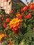 Lantana Camara in Pisa