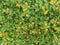 Lantana camara (Tembelekan) Flowers family from Verbenaceae, orange wildflower blooming on the ground