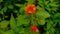 Lantana Cemara Flowers are shrubs that grow a lot in areas where the soil is loose