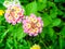 Lantana colorful bloom in the garden has green leaf