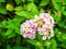 lantana colorful pink white yellow tone beauty flower