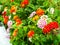 lantana colorful tone beauty flowers in garden